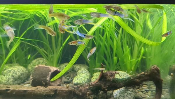 Poecilia wingei - Japan blue Endler Guppy